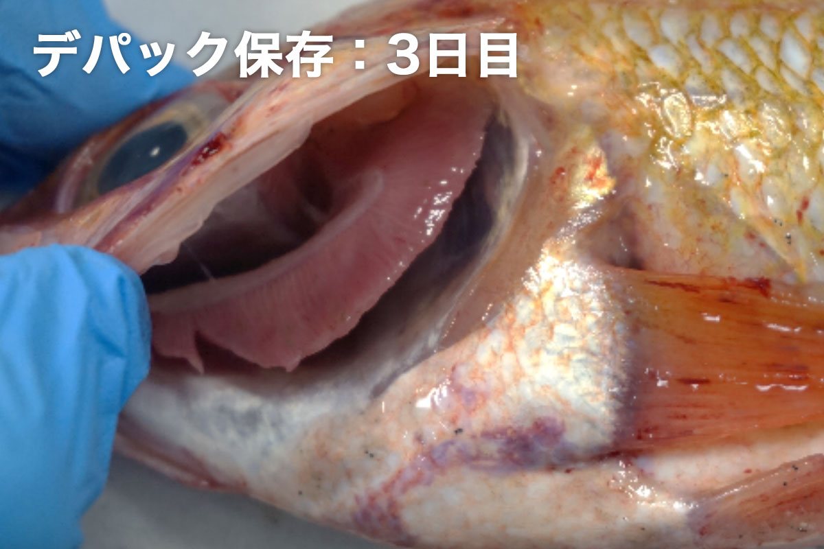 アカハタの鮮度保持テスト 株式会社サンテツ技研 鮮度保持 凍結と解凍 アカハタの鮮度保持テスト 株式会社サンテツ技研 鮮度保持 凍結と解凍
