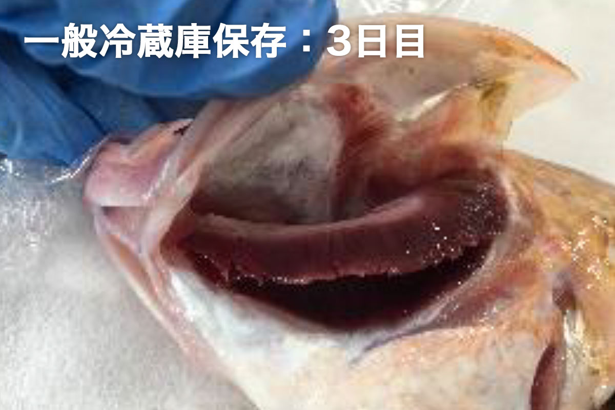 アカハタの鮮度保持テスト 株式会社サンテツ技研 鮮度保持 凍結と解凍 アカハタの鮮度保持テスト 株式会社サンテツ技研 鮮度保持 凍結と解凍